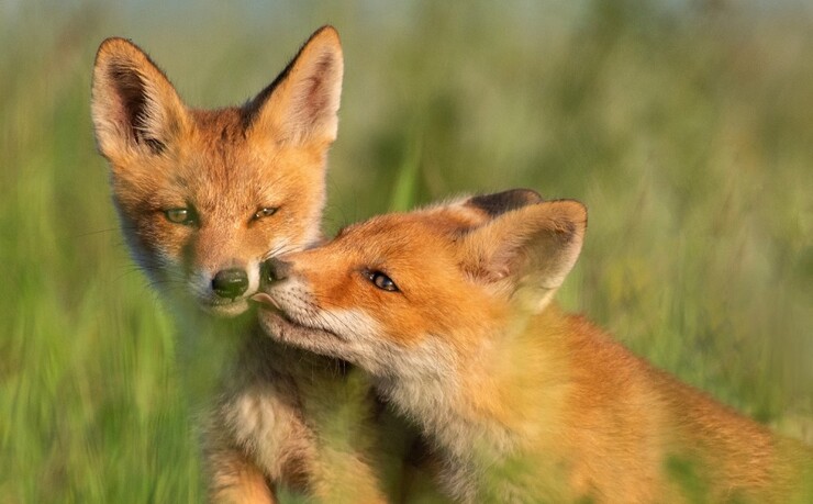 Two young foxes nuzzling in long grass